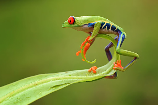 Việt Nam Xanh - Những ảnh đẹp từ cuộc thi National Geographic (Hình 38).