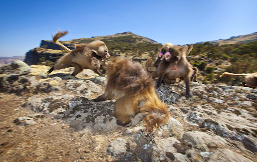 Việt Nam Xanh - Những ảnh đẹp từ cuộc thi National Geographic (Hình 42).