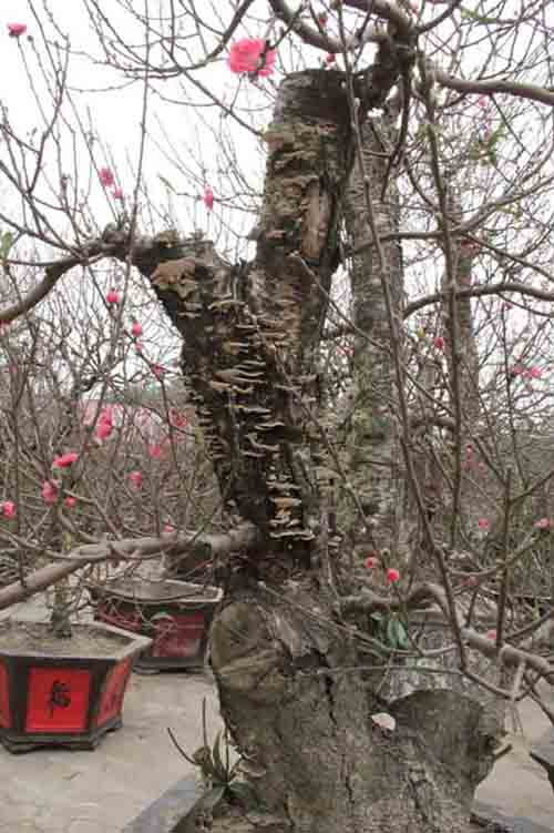 Tài chính - Ngân hàng -  Đào Nhật Tân dáng cổ 'lên ngôi' năm Giáp Ngọ 2014