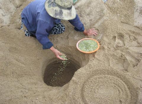 Miền trung - Nghề làm giá đỗ độc nhất vô nhị