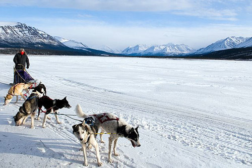 Lạ & Cười - Thế giới trong lòng 'thiên đường băng' Alaska   (Hình 2).