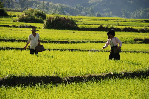 Lạ & Cười - Mường Thanh, cánh đồng lớn nhất Tây Bắc (Hình 2).