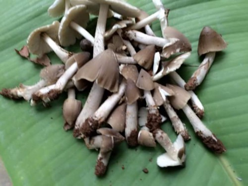 Tin cũ - Mùa nấm mối (Hình 2).