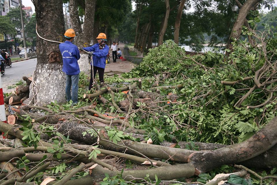 Xã hội - Hà Nội: Đốn tỉa hơn 100 cây xanh ở đường Kim Mã trong 1 tháng