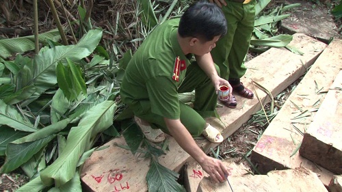 Pháp luật -  Công an vây bắt nhóm lâm tặc phá rừng, thu giữ gần 100 m3 gỗ lậu (Hình 2).