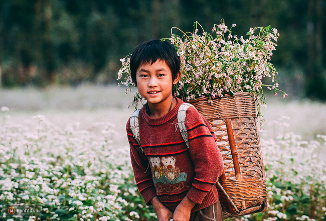 Dân sinh - Lên Hà Giang ngắm mùa hoa tam giác mạch đẹp mê mải quên lối về (Hình 7).