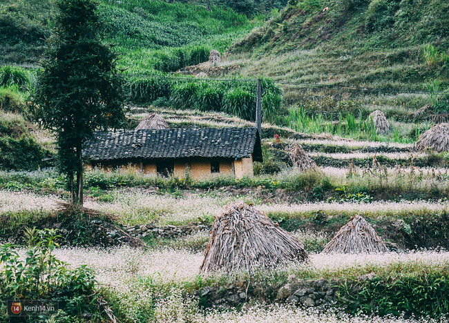 Dân sinh - Lên Hà Giang ngắm mùa hoa tam giác mạch đẹp mê mải quên lối về (Hình 10).