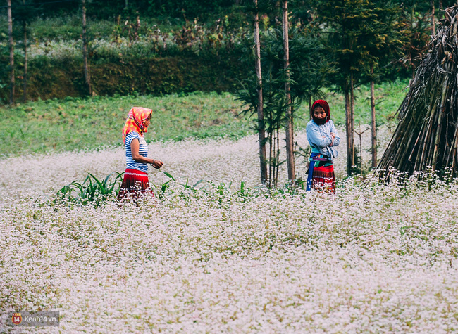 Dân sinh - Lên Hà Giang ngắm mùa hoa tam giác mạch đẹp mê mải quên lối về (Hình 11).