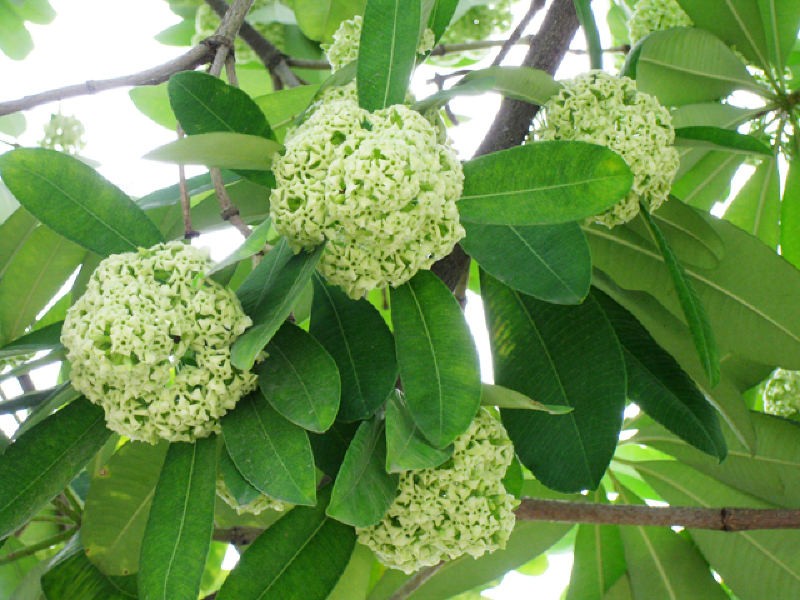 Các bệnh - Tác dụng chữa bệnh tuyệt vời từ hoa sữa ít người biết đến
