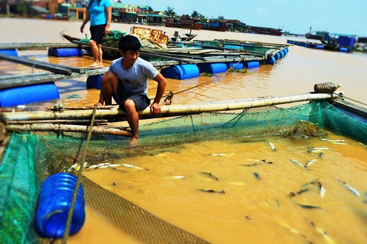 Xã hội - Ảnh: Cá ‘sốc’ nước lũ chết trắng bè, dân gạt nước mắt vứt tiền tỷ (Hình 11).