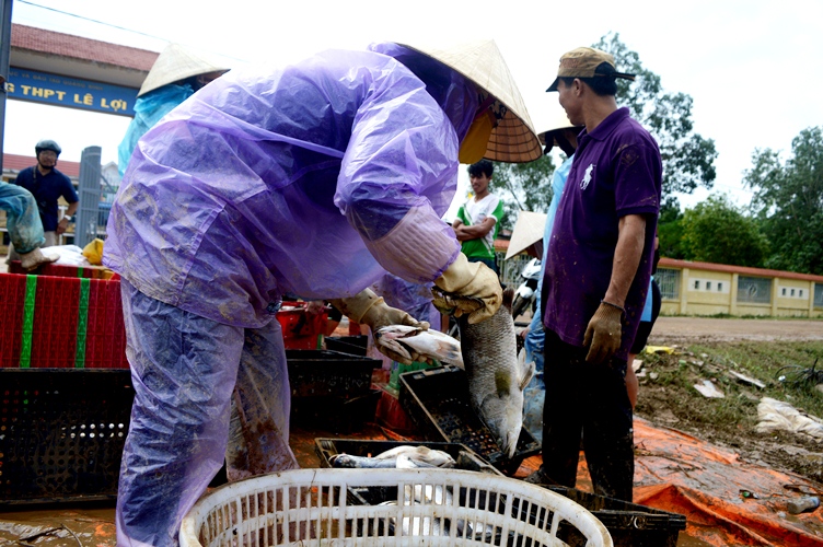 Xã hội - Ảnh: Cá ‘sốc’ nước lũ chết trắng bè, dân gạt nước mắt vứt tiền tỷ (Hình 9).