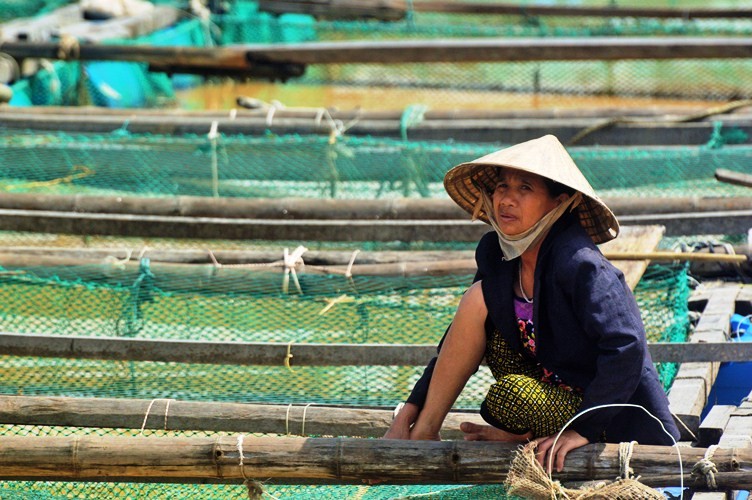 Xã hội - Ảnh: Cá ‘sốc’ nước lũ chết trắng bè, dân gạt nước mắt vứt tiền tỷ (Hình 5).