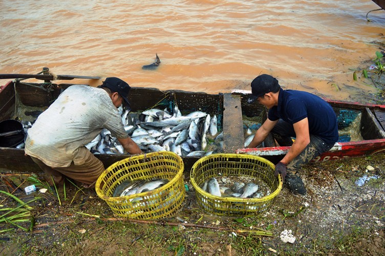 Xã hội - Ảnh: Cá ‘sốc’ nước lũ chết trắng bè, dân gạt nước mắt vứt tiền tỷ (Hình 3).