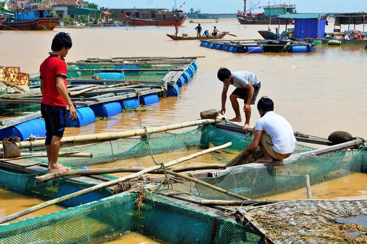 Xã hội - Ảnh: Cá ‘sốc’ nước lũ chết trắng bè, dân gạt nước mắt vứt tiền tỷ (Hình 6).