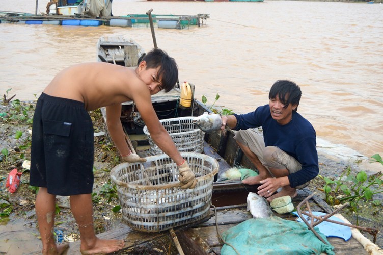 Xã hội - Ảnh: Cá ‘sốc’ nước lũ chết trắng bè, dân gạt nước mắt vứt tiền tỷ (Hình 10).