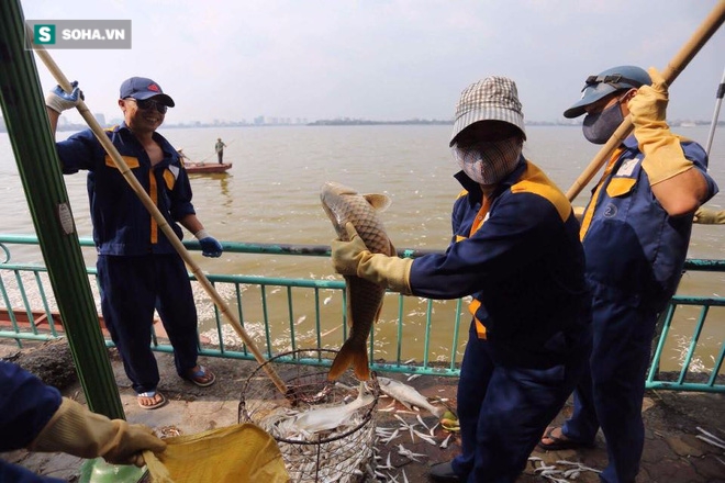 Dân sinh - Cảnh vớt cá chết bất thường nổi trắng 'chưa từng có' ở Hồ Tây (Hình 8).