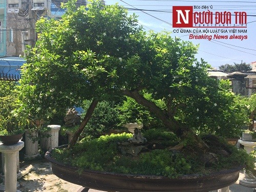 Dân sinh - Gặp người thổi hồn điêu khắc đá vào nghệ thuật bonsai tại Đà Nẵng (Hình 5).