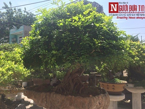 Dân sinh - Gặp người thổi hồn điêu khắc đá vào nghệ thuật bonsai tại Đà Nẵng (Hình 6).