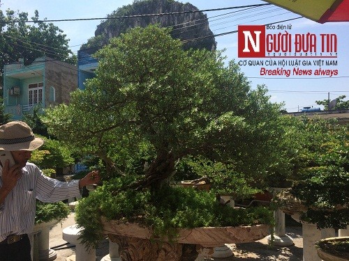 Dân sinh - Gặp người thổi hồn điêu khắc đá vào nghệ thuật bonsai tại Đà Nẵng (Hình 7).