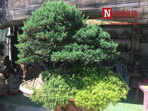 Dân sinh - Gặp người thổi hồn điêu khắc đá vào nghệ thuật bonsai tại Đà Nẵng (Hình 8).