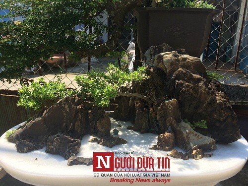 Dân sinh - Gặp người thổi hồn điêu khắc đá vào nghệ thuật bonsai tại Đà Nẵng (Hình 10).