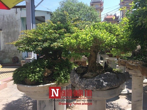 Dân sinh - Gặp người thổi hồn điêu khắc đá vào nghệ thuật bonsai tại Đà Nẵng (Hình 11).