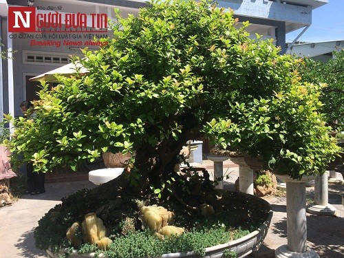 Dân sinh - Gặp người thổi hồn điêu khắc đá vào nghệ thuật bonsai tại Đà Nẵng (Hình 12).