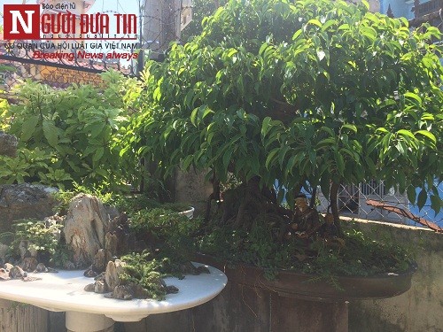 Dân sinh - Gặp người thổi hồn điêu khắc đá vào nghệ thuật bonsai tại Đà Nẵng (Hình 13).