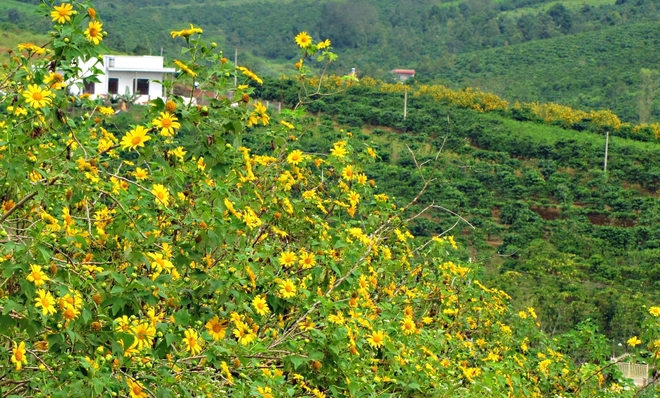 Dân sinh - Tháng 10 - mùa săn lúa chín và hoa dã quỳ (Hình 3).