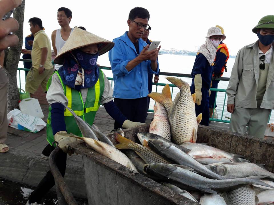 Xã hội - Xót xa nhìn những xác cá ‘khủng’ vớt ở hồ Tây (Hình 11).