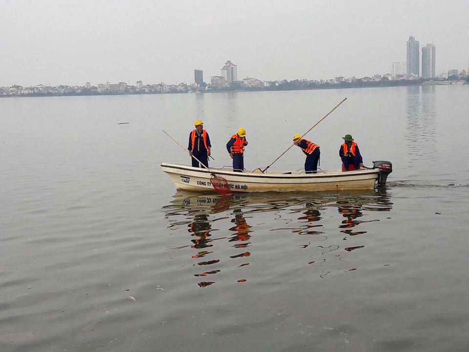 Xã hội - Xót xa nhìn những xác cá ‘khủng’ vớt ở hồ Tây (Hình 15).