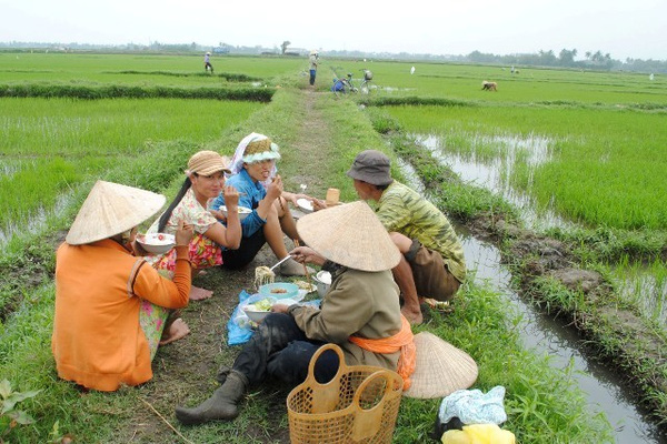 Dậy sóng mạng - Bữa cơm trưa đạm bạc với cơm trắng, dưa muối ngoài đồng gây xúc động (Hình 2).