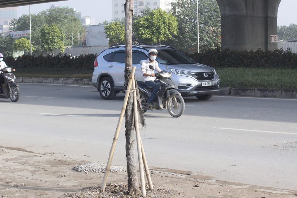 Xã hội - Hà Nội: Vì đâu hàng loạt cây xanh mới trồng chết khô? (Hình 5).