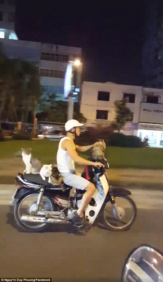 Dậy sóng mạng - Clip thanh niên Việt đi xe máy chở 4 chú mèo khiến báo Anh kinh ngạc