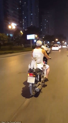 Dậy sóng mạng - Clip thanh niên Việt đi xe máy chở 4 chú mèo khiến báo Anh kinh ngạc (Hình 2).