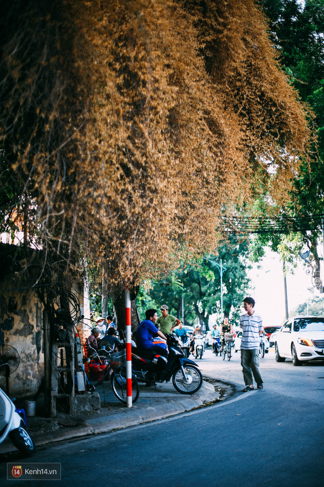 Dậy sóng mạng - Rặng hoa giấy đột ngột chuyển màu vàng ở Hà Nội 'sốt' mạng (Hình 6).