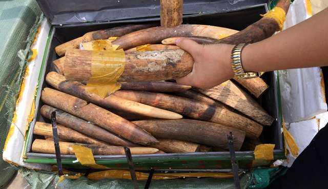 Xã hội - Bắt 309 kg ngà voi: PTT Trương Hòa Bình gửi thư khen TCHQ