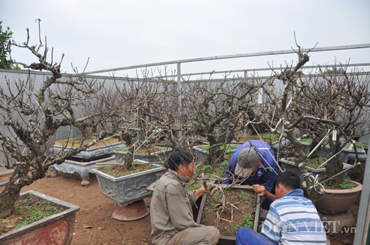 Dân sinh - Đào tiến vua chưa ra hoa, đại gia Hà Nội đã bỏ nghìn đô 'mua đứt'