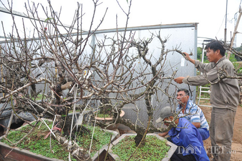 Dân sinh - Đào tiến vua chưa ra hoa, đại gia Hà Nội đã bỏ nghìn đô 'mua đứt' (Hình 2).