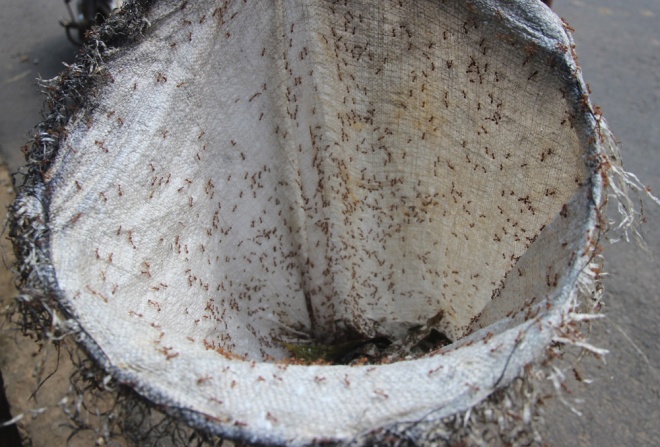 D&acirc;n sinh - Người d&acirc;n săn trứng kiến kiếm tiền triệu ở Quảng Nam (H&igrave;nh 3).