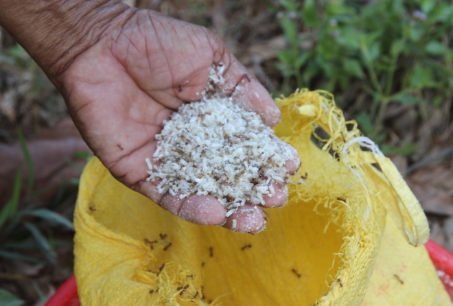 D&acirc;n sinh - Người d&acirc;n săn trứng kiến kiếm tiền triệu ở Quảng Nam (H&igrave;nh 4).