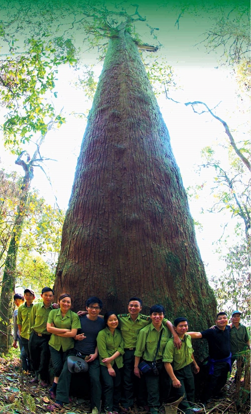 Tin nhanh -  Rừng sa mu dầu ‘khổng lồ’ được công nhận cây di sản Việt Nam (Hình 2).