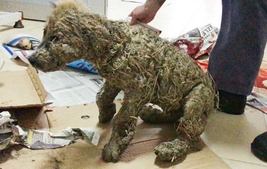 Dậy sóng mạng - Phẫn nộ chú chó bị ngược đãi: Bôi keo vào lông rồi nhúng xuống bùn! (Hình 2).
