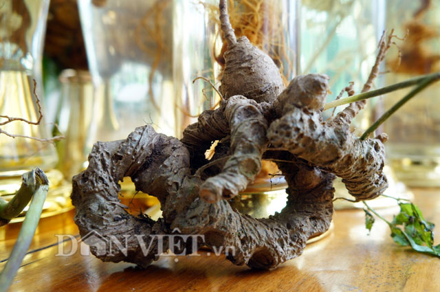 Đầu tư - Gần cả xã miền núi Trà My là tỷ phú, có nông dân 'ôm' gia tài 250 tỷ (Hình 5).