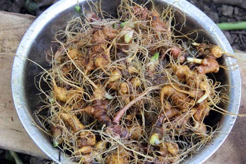 Đầu tư - Gần cả xã miền núi Trà My là tỷ phú, có nông dân 'ôm' gia tài 250 tỷ