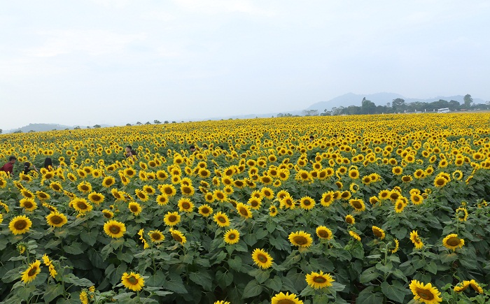 Dân sinh -  Dàn ‘chân dài', hoa khôi đọ sắc cùng hoa hướng dương (Hình 10).