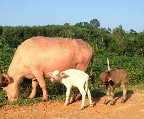 Lạ & Cười - Kỳ lạ: B&ograve; sinh đ&ocirc;i hiếm gặp ở Nghệ An (H&igrave;nh 2).