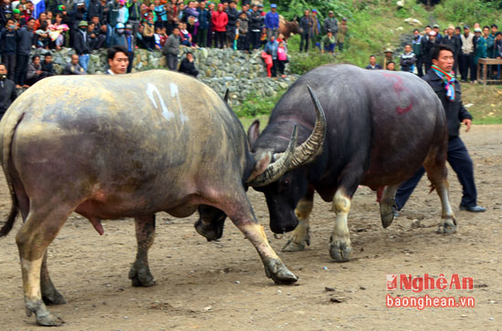 X&atilde; hội - Tr&acirc;u của Xồng B&aacute; R&ecirc; được trả gi&aacute; 5.000 USD ở miền T&acirc;y xứ Nghệ (H&igrave;nh 2).