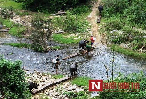 Xã hội - Nghệ An: Gỗ lậu theo trâu về bản như 'trẩy hội' (Hình 6).