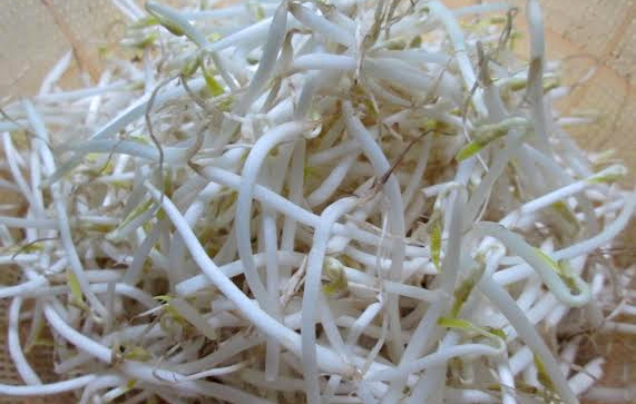Tin nhanh - Kinh hoàng cơ sở dùng hóa chất để sản xuất giá đỗ